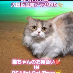 9/1（日）譲渡会。3歳スコテッシュフォールド♀ダイリュートキャ...
