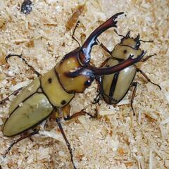 ニジイロクワガタ各種♂♀1ペアセットの画像