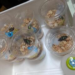 ニジイロクワガタ各種♂♀1ペアセット