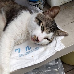 住み着いてしまってる野良猫くん