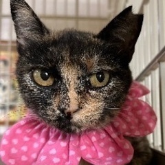 辛い思いをしたゆめちゃん