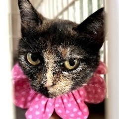 辛い思いをしたゆめちゃん - 猫