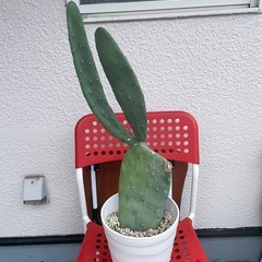 値下げ　観葉植物　うちわサボテン1　1枚目親株　2枚目販売の画像