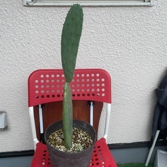 値下げ　観葉植物　うちわサボテン2　1枚目親株　2枚目販売の画像