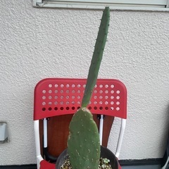 値下げ　観葉植物　うちわサボテン2　1枚目親株　2枚目販売の画像