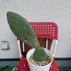 値下げ　観葉植物　うちわサボテン3　1枚目親株　2枚目販売の画像