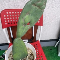 値下げ　観葉植物　うちわサボテン3　1枚目親株　2枚目販売の画像