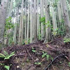 日高川町の山林 - 日高郡
