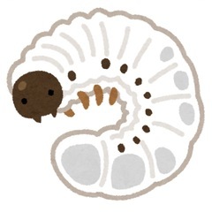 カブトムシ幼虫　カブトムシ　幼虫　　1匹80円〜　　