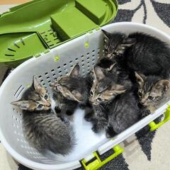7匹→1匹　1ヶ月の子猫（2枚目以降の子）