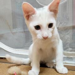 譲渡決定致しましたm(_ _)m - 猫