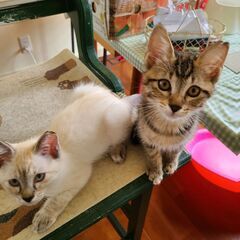 近くの公園で保護した　仲良し姉妹猫です。トライアル決定の画像