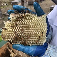 大三島産 生はちみつ 非加熱 600g瓶 蜜柑蜜の画像
