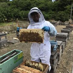 大三島産 生はちみつ 非加熱 600g瓶 蜜柑蜜の画像