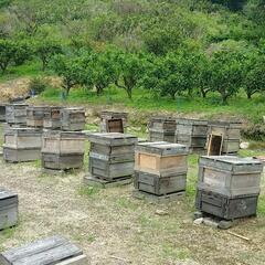 大三島産 生はちみつ 非加熱 600g瓶 蜜柑蜜