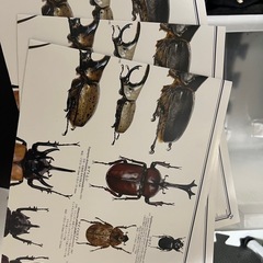 【あと2枚】昆虫カレンダー2024 の画像