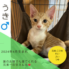 今週末‼︎8/31(土)保護猫の譲渡会【ぬくもりの館大刀洗】④