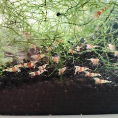 レッドビーシュリンプ🦐の画像