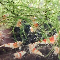 レッドビーシュリンプ🦐の画像