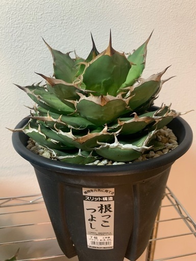 アガベチタノタ　観葉植物