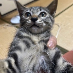 幸運を運ぶ可愛いキジトラのメスです。