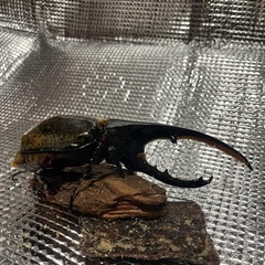 [取引中] 訳ありヘラクレスオオカブト成虫　オス単品