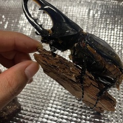 [取引中] 訳ありヘラクレスオオカブト成虫　オス単品の画像