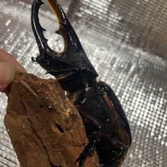 [取引中] 訳ありヘラクレスオオカブト成虫　オス単品の画像