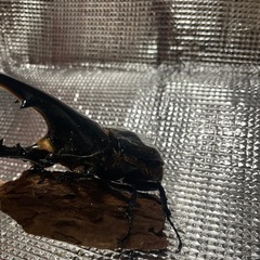 [取引中] 訳ありヘラクレスオオカブト成虫　オス単品の画像