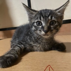 健康運アップ。福虎キジトラのオス