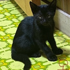 幸せを運ぶ黒猫