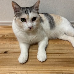 猫上級者の方　是非　綺麗なパステル三毛