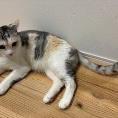 綺麗なパステル三毛 - 猫