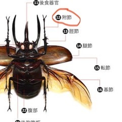 [取引中] 訳ありヘラクレスオオカブト成虫　オス単品の画像