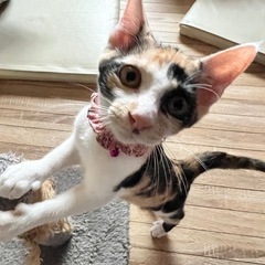 生後3ヶ月三毛猫の女の子(里親様決定！)
