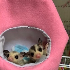 バレンタインにダブルハートももんがはいかがですか　美しいももんが　