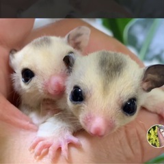 綺麗で可愛い　ももんがの赤ちゃん