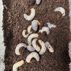 カブトムシの幼虫