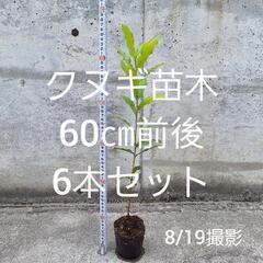クヌギ苗木6本セットポット付き