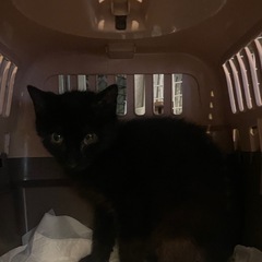生後3ヶ月の黒猫ちゃん