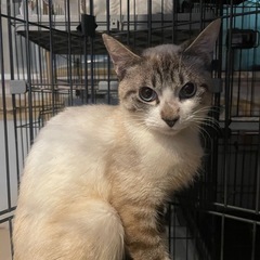 シャムmixの子猫ちゃん