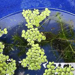 可愛い水草サルビニアククラータ　10株セット　浮草・無農薬