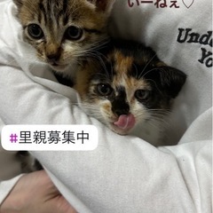 🌼*･がんばって生きぬいた2匹に幸せな家族をみつけたい🌼*･みけ...