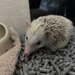 ハリネズミ　
