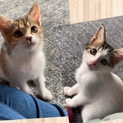 【正式譲渡済み】三毛虎ちゃん、マイペースな女の子 - 猫