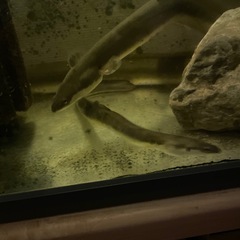 日本ウナギ
の画像