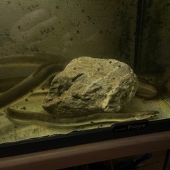 日本ウナギ
の画像