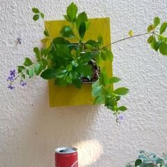 ハンギングボックスと花レンギョウ