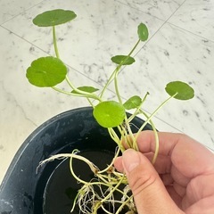水草 ウォーターコイン＊ウォーターマッシュルーム100円
