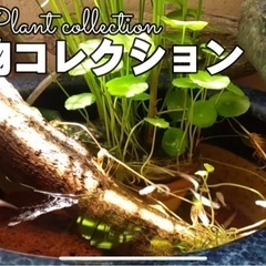 水草 ウォーターコイン＊ウォーターマッシュルーム100円の画像